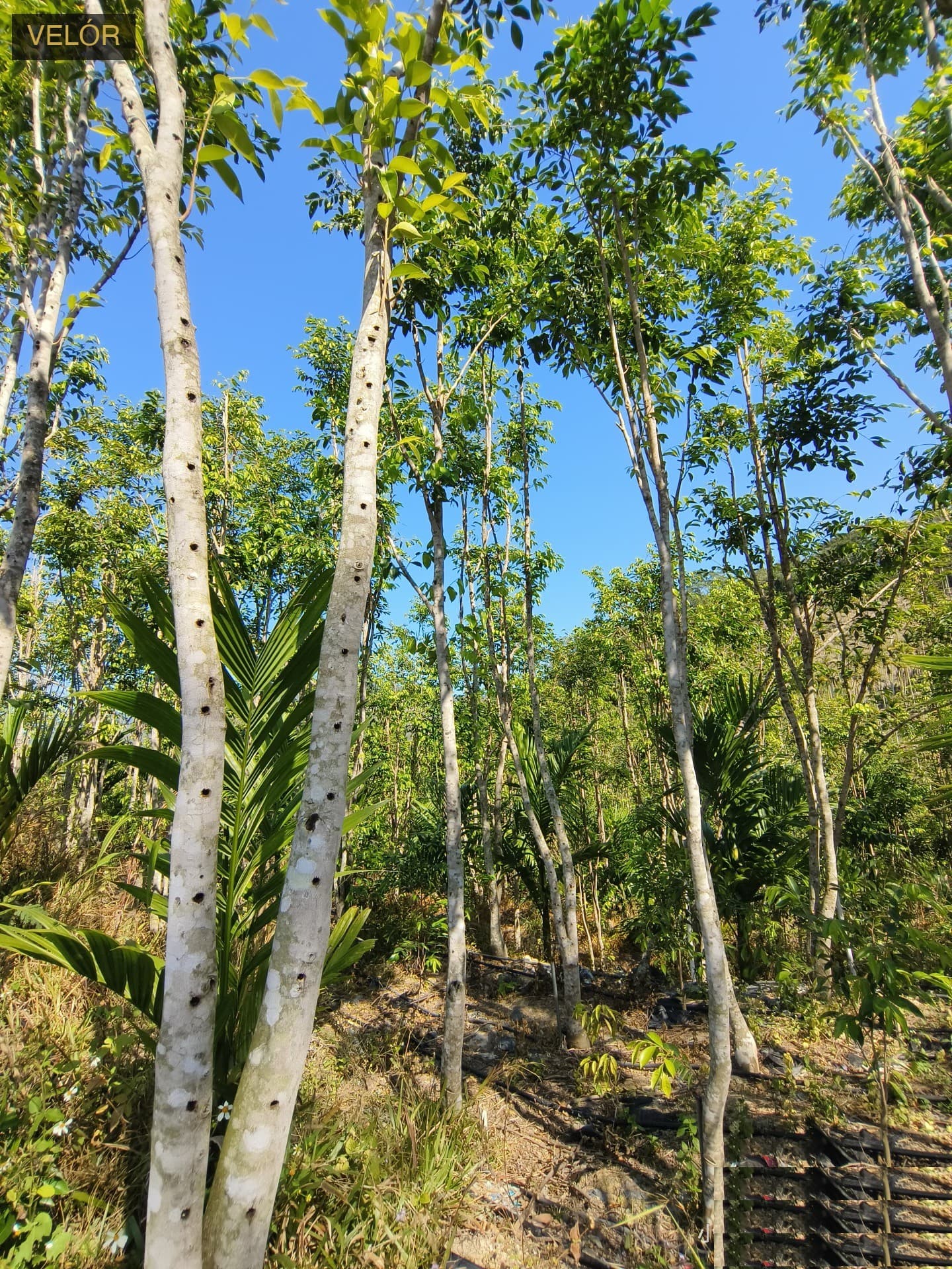 Plantation